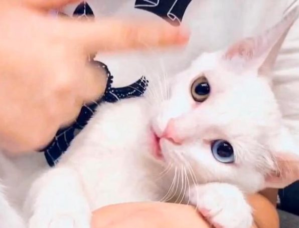 被人领养的猫 一年后自己返回到原主人身边 它总是在找回家来的路(图3)