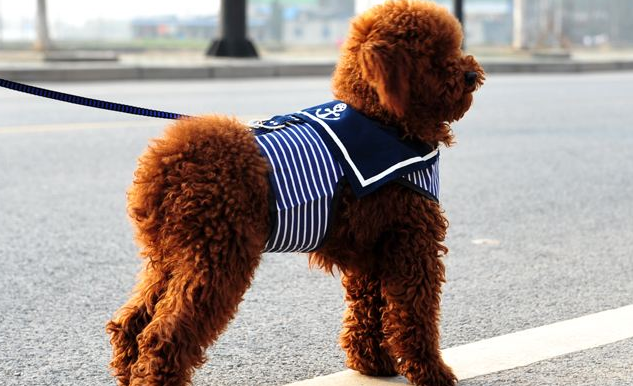 泰迪和贵宾犬一样吗?很多人都搞不清楚(图2)