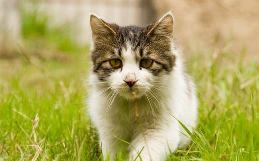 一孕傻三年？猫妈妈还以为自己已生产的产品 叼着小猫四散瞎晃(图2)