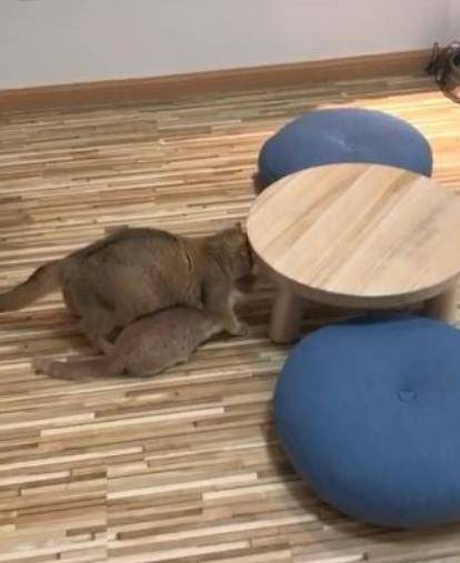 一孕傻三年？猫妈妈还以为自己已生产的产品 叼着小猫四散瞎晃(图4)