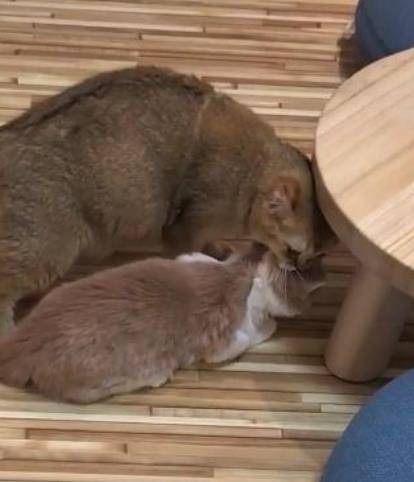 一孕傻三年？猫妈妈还以为自己已生产的产品 叼着小猫四散瞎晃(图5)
