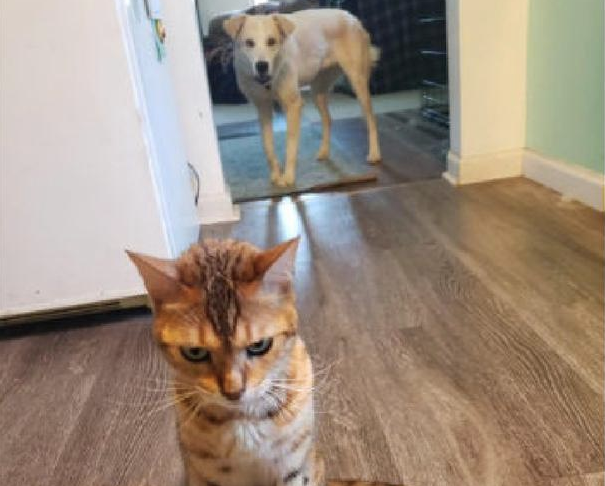 狗狗偷喝了幼猫猫粮 猫咪气乎乎回到主人眼前控诉 猫：帮我主持正义(图1)