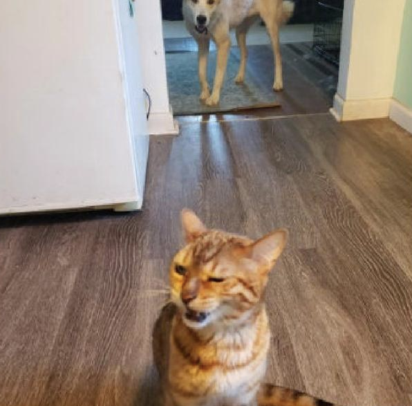 狗狗偷喝了幼猫猫粮 猫咪气乎乎回到主人眼前控诉 猫：帮我主持正义(图2)