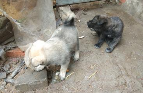 土狗幼崽的品相 应该是这样的话看~(图1)