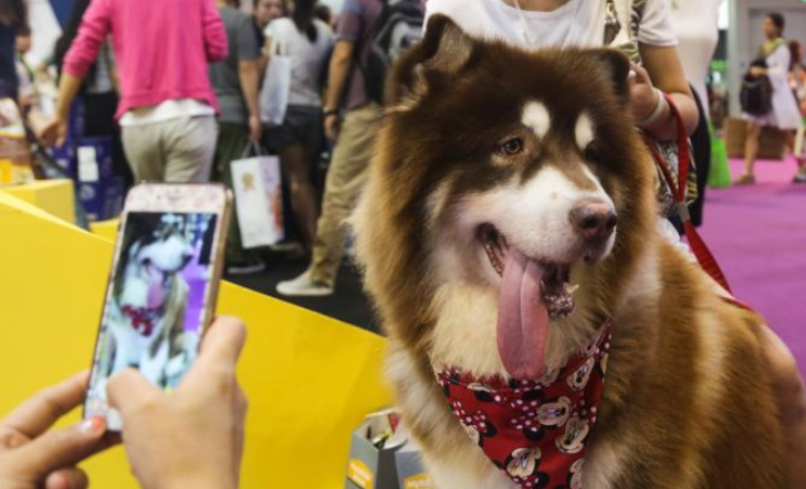 人和宠物犬猫之间的爱 最好别而且疾病而消失(图1)