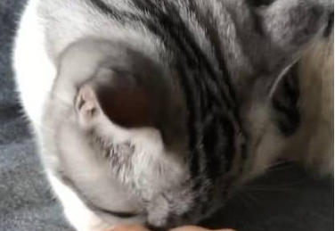 猫咪一直在洗爪子 旁边突然间伸进来一根手指 它的反应让主人笑喷了(图1)