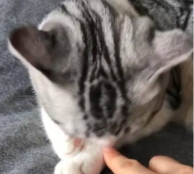 猫咪一直在洗爪子 旁边突然间伸进来一根手指 它的反应让主人笑喷了(图2)