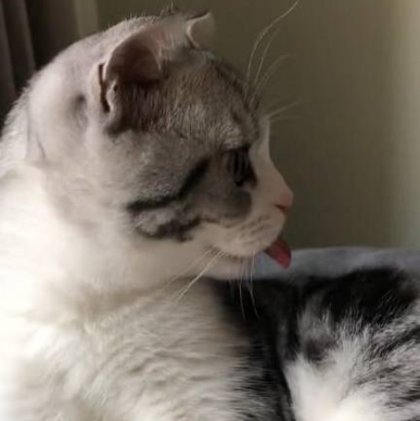 猫咪一直在洗爪子 旁边突然间伸进来一根手指 它的反应让主人笑喷了(图3)