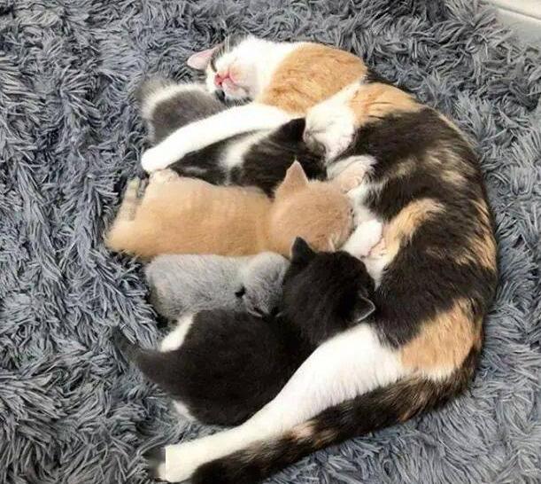 路边被人偷银色小猫 都说是只狐狸 想不到 它长大后更十分古怪了(图2)