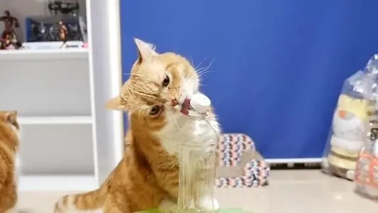 猫咪半夜被送去急诊 医生看后却憋不住了笑了:这么多上头的吗?(图1)