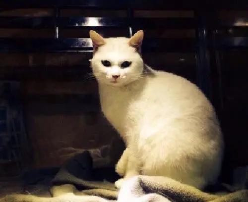 猫咪半夜被送去急诊 医生看后却憋不住了笑了:这么多上头的吗?(图2)