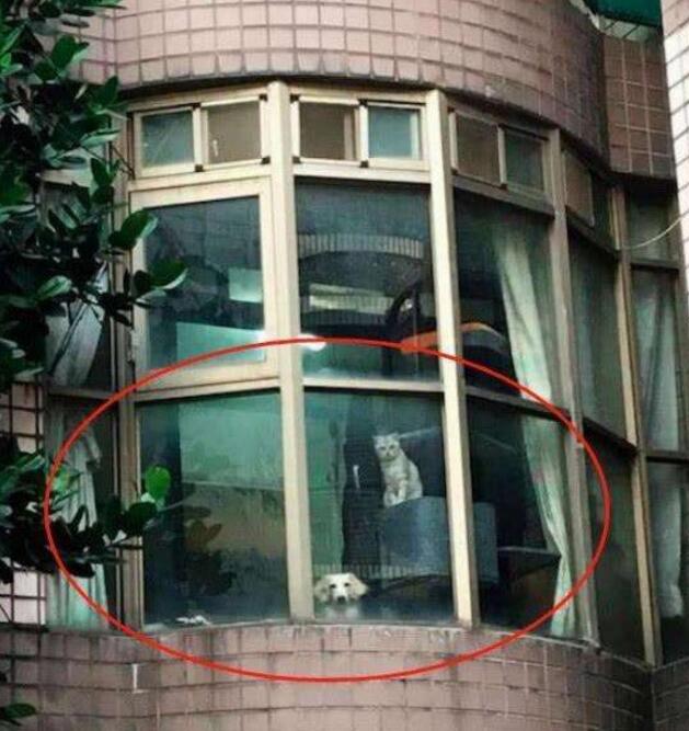 主人下班回家 比起见到自家的猫狗在窗台上:那两个傻子回来了(图1)