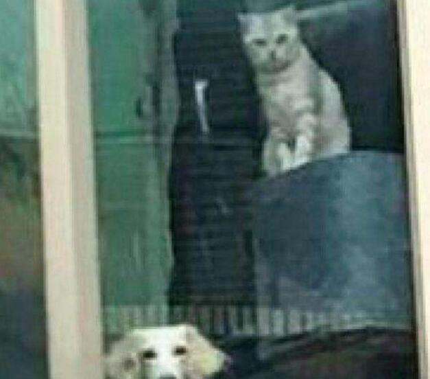 主人下班回家 比起见到自家的猫狗在窗台上:那两个傻子回来了(图3)
