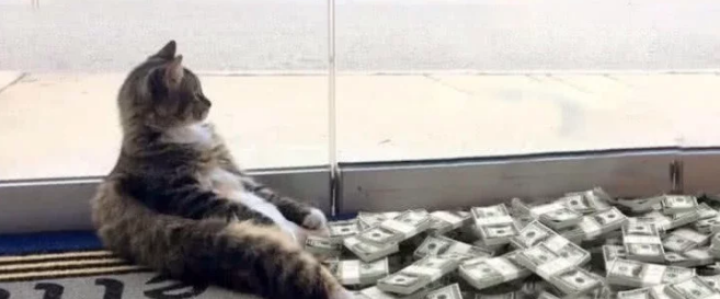 流浪猫每天晚上给新主人送钱 原以为是招财猫 悄悄潜进来后发现大猫腻(图1)