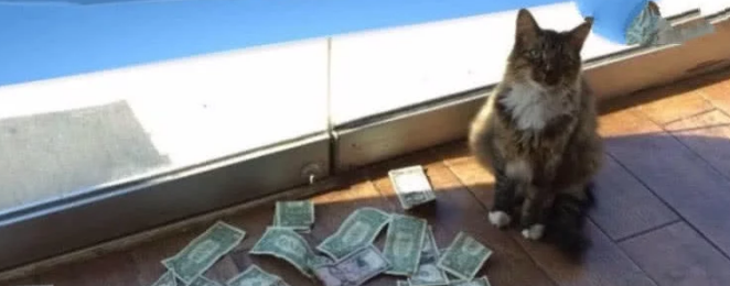 流浪猫每天晚上给新主人送钱 原以为是招财猫 悄悄潜进来后发现大猫腻(图2)