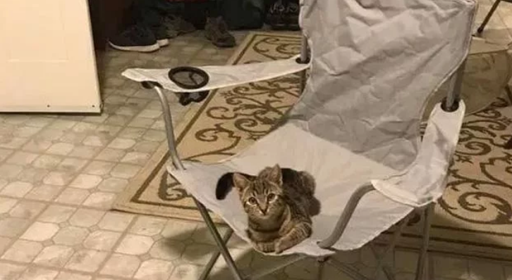 下班到家发现一只猫竟靠坐我的椅子上可我没有养猫啊(图1)