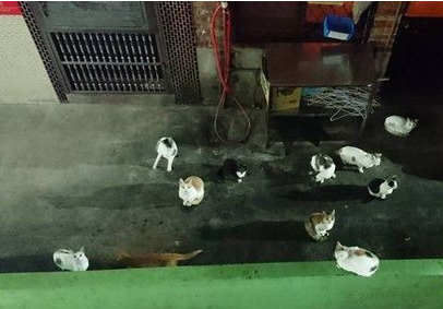 一听着窗户然后打开的声音所有猫咪几秒群起狂喵讨食(图2)