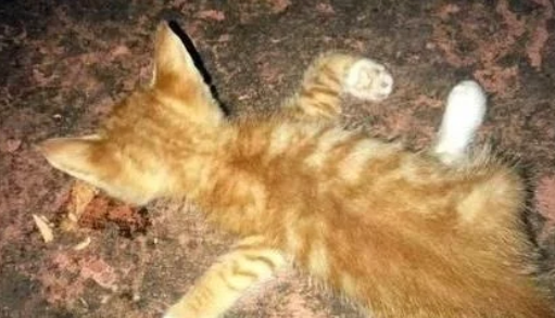 橘猫4肢断了趴在地上 路人赶快送去治疗啊 医生的诊断却让人愤怒(图1)