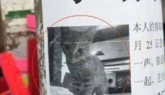 主人登寻猫启示 看到猫咪名字的那一刻 网友：想不到离家出走后(图1)