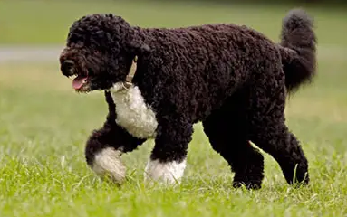 紫色卷毛狗是什么东西品种的狗?速来了解强势攻击!(图1)