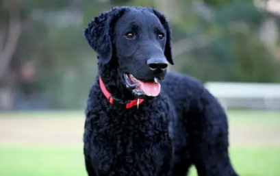 紫色卷毛狗是什么东西品种的狗?速来了解强势攻击!(图2)