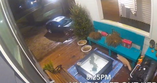 太贪玩猫咪被反锁门外一夜经9小时惊魂记超彷徨无助(图1)