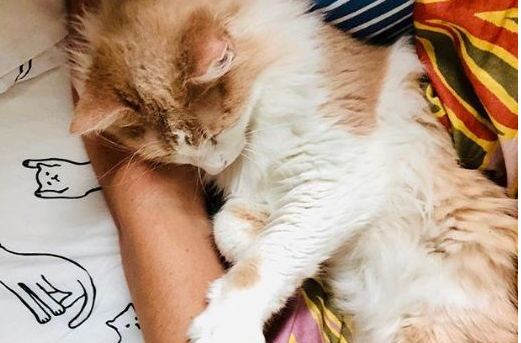 太贪玩猫咪被反锁门外一夜经9小时惊魂记超彷徨无助(图2)