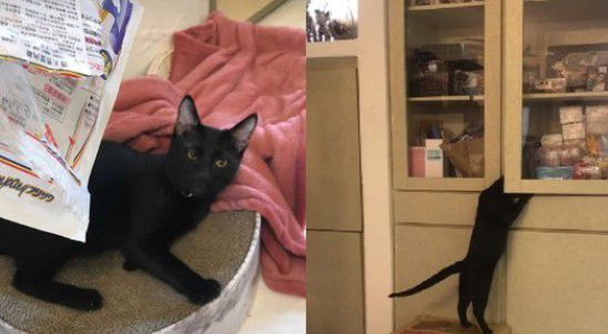 黑猫自己开柜子去寻找罐罐痕迹咦?罐罐在哪咧(图1)