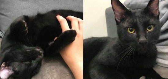 黑猫自己开柜子去寻找罐罐痕迹咦?罐罐在哪咧(图2)