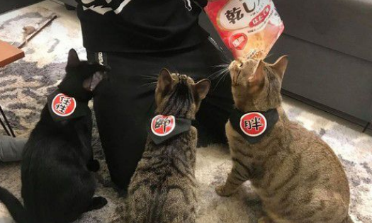黑猫自己开柜子去寻找罐罐痕迹咦?罐罐在哪咧(图3)