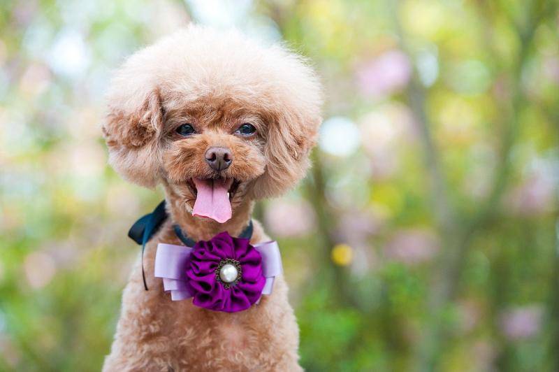 贵宾犬会冬天怕冷吗?这就要看温度有多低(图3)