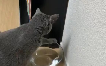 猫咪的水碗经常会打翻 猫奴戴上结实多玻璃碗后被气死：你故意的！(图1)