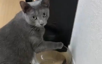 猫咪的水碗经常会打翻 猫奴戴上结实多玻璃碗后被气死：你故意的！(图2)