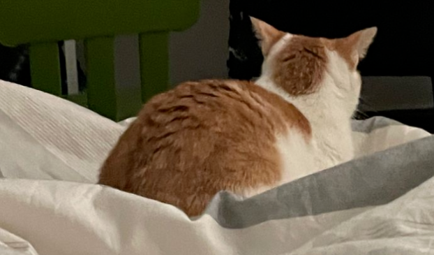 猫猫将自己最喜欢的东西还给主人 却被当成垃圾丢回了…内疚地要又哭了！(图1)