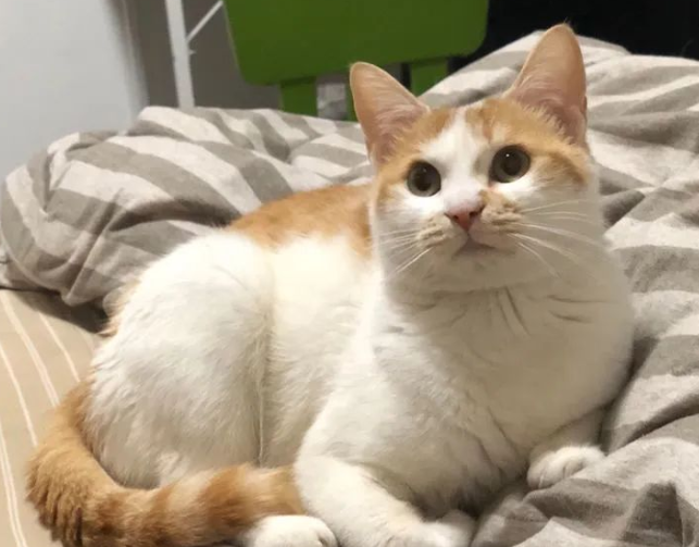 猫猫将自己最喜欢的东西还给主人 却被当成垃圾丢回了…内疚地要又哭了！(图2)