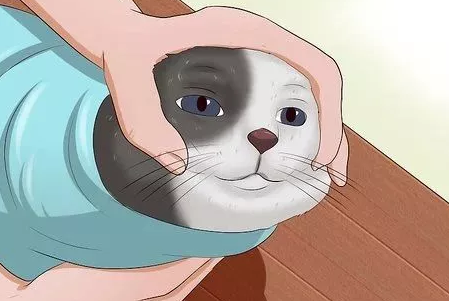 这些徒手给猫灌药的人 后来我们都好不好了?(图2)