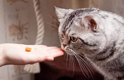这些徒手给猫灌药的人 后来我们都好不好了?(图4)