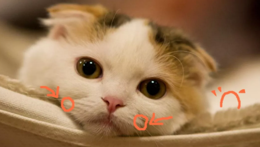 这些徒手给猫灌药的人 后来我们都好不好了?(图3)