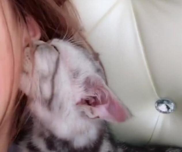 小猫依偎着抖音姐姐 点大图片看 网友：过得还还不如猫(图3)