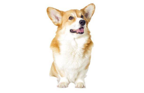 狗狗没怀孕的症状 很确实的一些方面(图2)