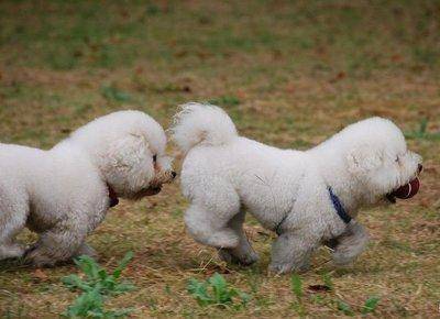 狗狗没怀孕的症状 很确实的一些方面(图1)