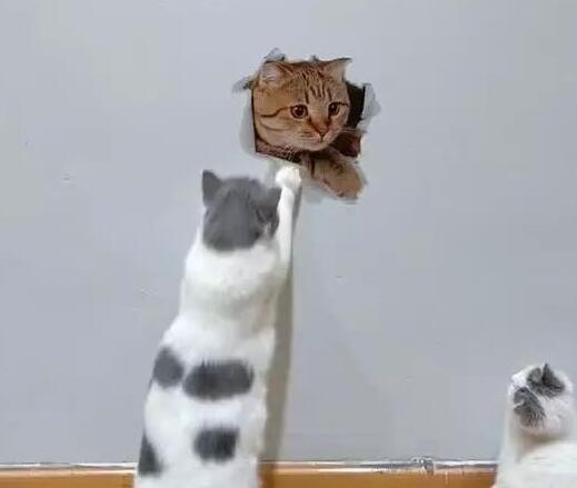 主人在墙上画了只橘猫 家里两只猫咪不淡定了：别怕！我救你出来(图3)