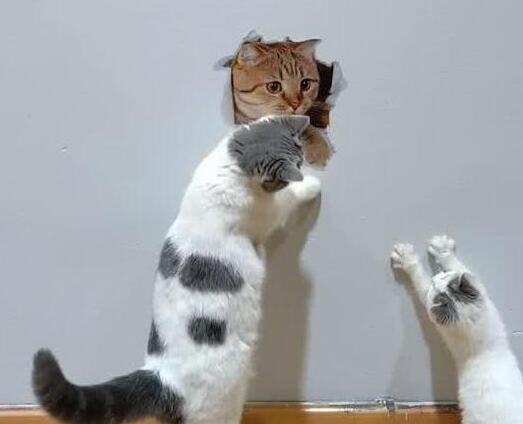 主人在墙上画了只橘猫 家里两只猫咪不淡定了：别怕！我救你出来(图2)