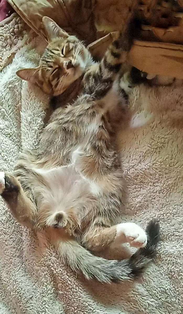 猫这种生物之所以使人迷恋 因为它有一种无论你是贫富贵贱 它都看不起你的气质 (图1)