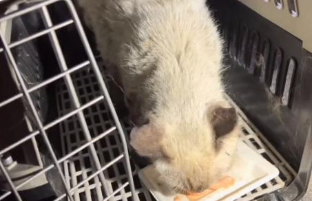 口炎加杯状 被抛弃过的暹罗猫经历2个月的流浪后 满是无助和孤独(图3)