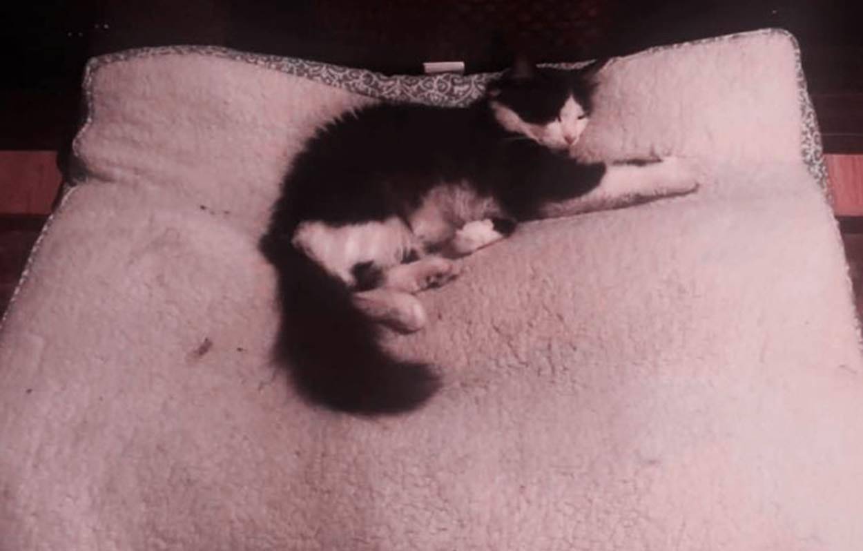猫咪的“怪癖” 竟影响到上万网友围观 让人苦笑不得！(图3)