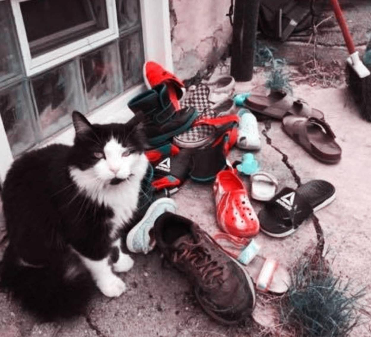 猫咪的“怪癖” 竟影响到上万网友围观 让人苦笑不得！(图4)