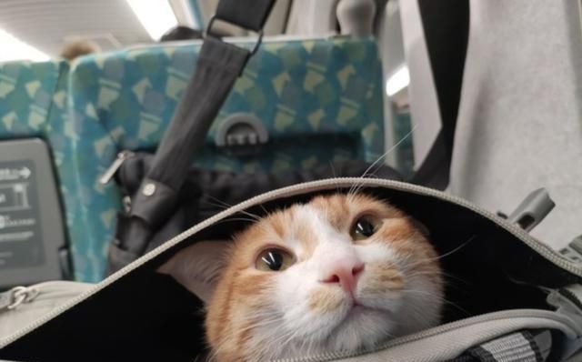 猫咪晋阶安检下车站 被抓后八字步过于轻松搞笑：我又不能回乡探亲？(图2)