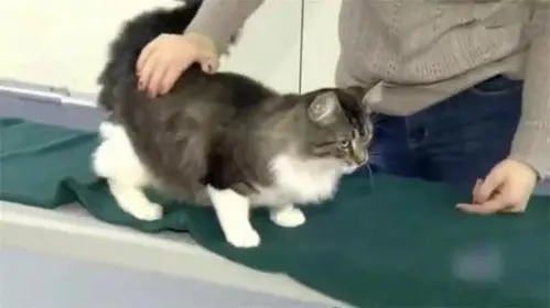 猫咪晋阶安检下车站 被抓后八字步过于轻松搞笑：我又不能回乡探亲？(图1)