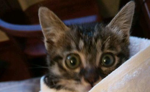 猫咪掉到马桶里|一宠主家的猫咪坠入了马桶里 网友哄然你的留言：毛孩子一定是渴坏掉(图1)